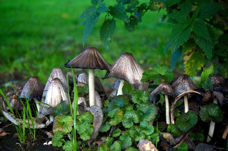 green, day, growth, leaves, water, land, architecture, food, Plant, beauty in nature, built structure, forest, Weed, Mushrooms, nature, rainforest, 5K