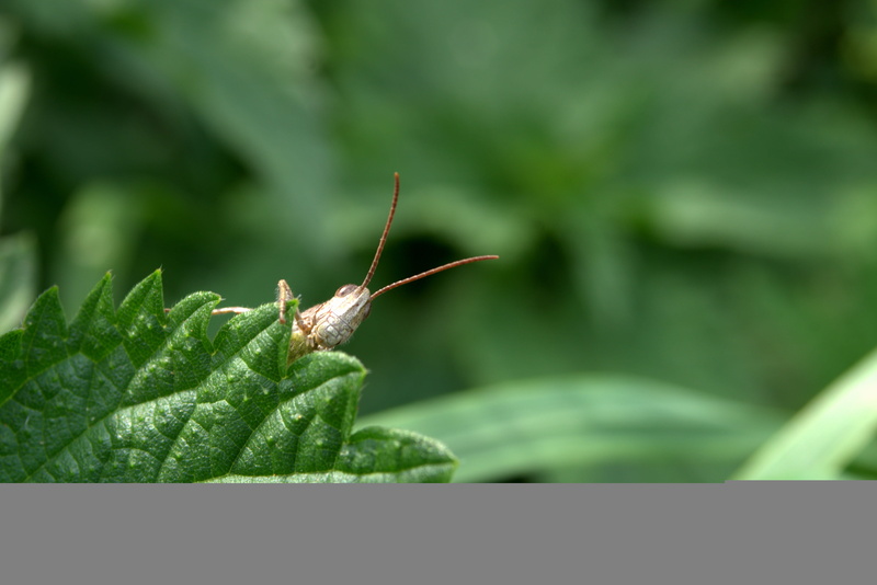 grasshopper, one animal, nature, leaf, tettigonia viridissima, green, selective focus, closeup, freshness, stinging nettle, animals in the wild, meadow grass