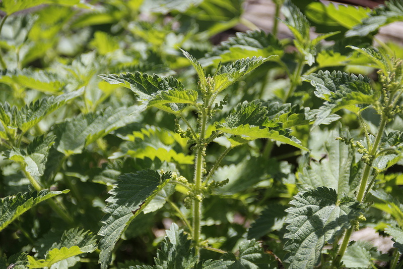 focus on foreground, burn, agriculture, green color, nature, growth, close-up, wild herb, 5K, no people, medicinal herb, freshness, beauty in nature, sunlight
