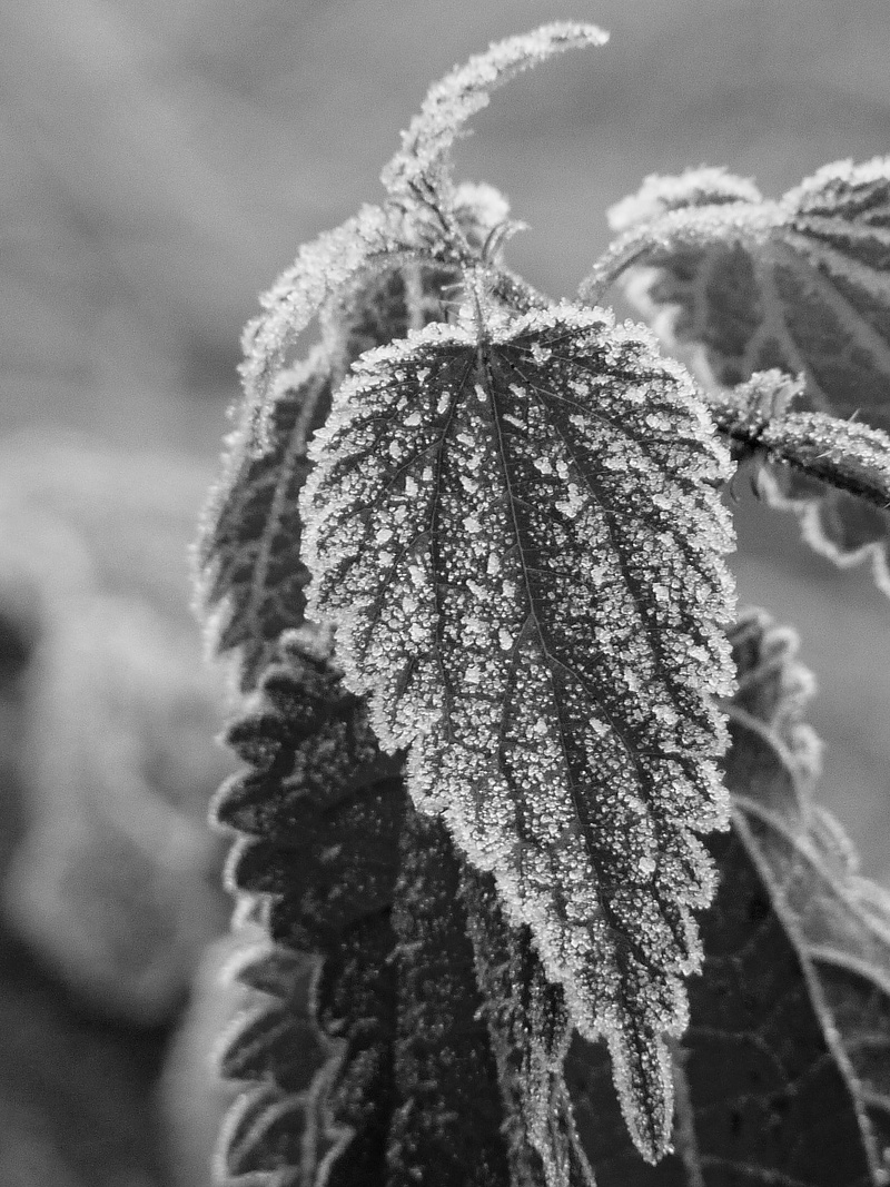 snow, eiskristalle, 1080P, no people, stinging nettle, outdoors, beauty in nature, leaves, leaf, winter, focus on foreground, frozen, cold, hoarfrost