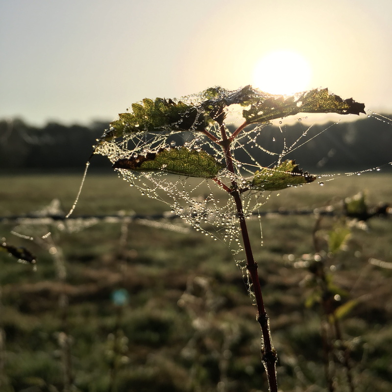 cobweb, drop of water, outdoors, leaf, focus on foreground, growth, spider web, beauty in nature, vulnerability, fragility, close up, drip, spider webs