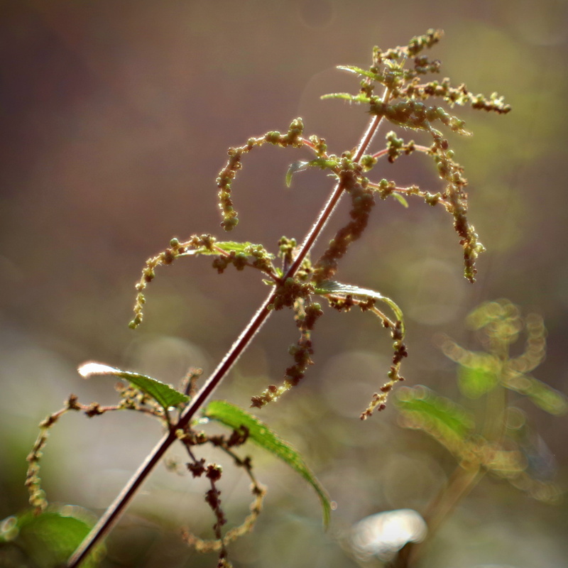 flower, green, focus on foreground, stinging nettle, freshness, twig, beauty, tranquility, growth, day, vulnerability, wild plant, herbs, no people, selective focus