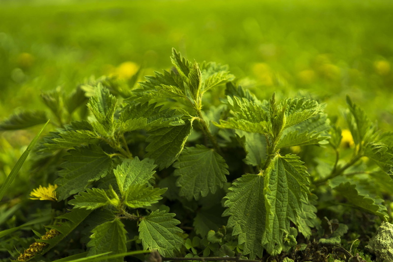 freshness, food, 4K, growth, selective focus, field, leaves, outdoors, stinging nettle, land, nettle, close, small nettle, burn, shades of green, green