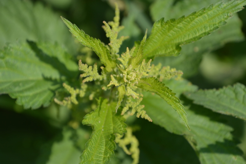 plant part, focus on foreground, idyll, food, herb, garden, close-up, 5K, plant, growth, freshness, outdoors, green color, stinging nettle, narcotic, marijuana - herbal cannabis