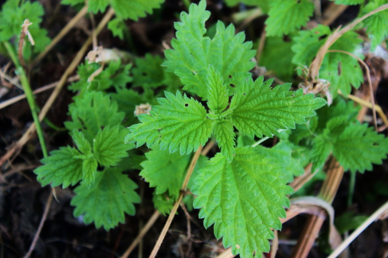 plant part, herb, meadow plant, wild plant, land, stinging nettle, seeds, meadow, burns, close-up, weed, the herbs, 5K, herbal medicine, leaf, herbs, nature
