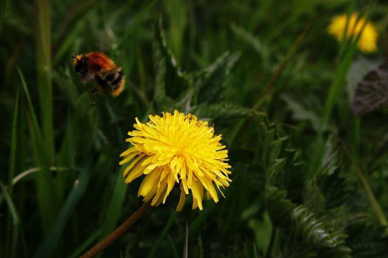 pollination, dandelion, spring, fly, insect, no people, focus on foreground, flower head, outdoors, blossom, fragility, close-up, grass, pollen, inflorescence