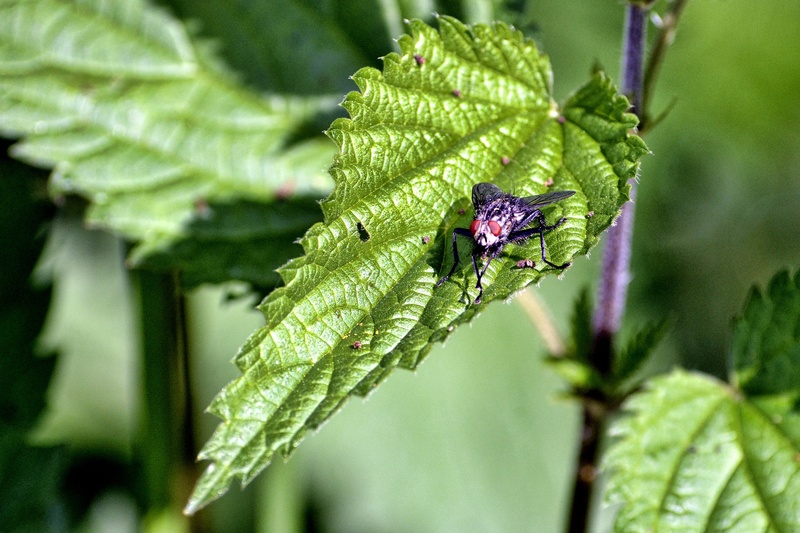 2K, growth, leaf, outdoors, fly, beauty in nature, plant part, one animal, green color, close, invertebrate, close-up, day, no people, vulnerability, animal wildlife