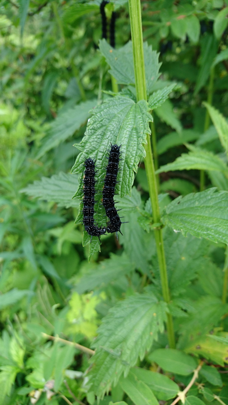 plant stem, tranquility, hives, green color, plant, leaf, vulnerability, no people, plant part, butterfly, sheet, fauna, food and drink, field, focus on foreground