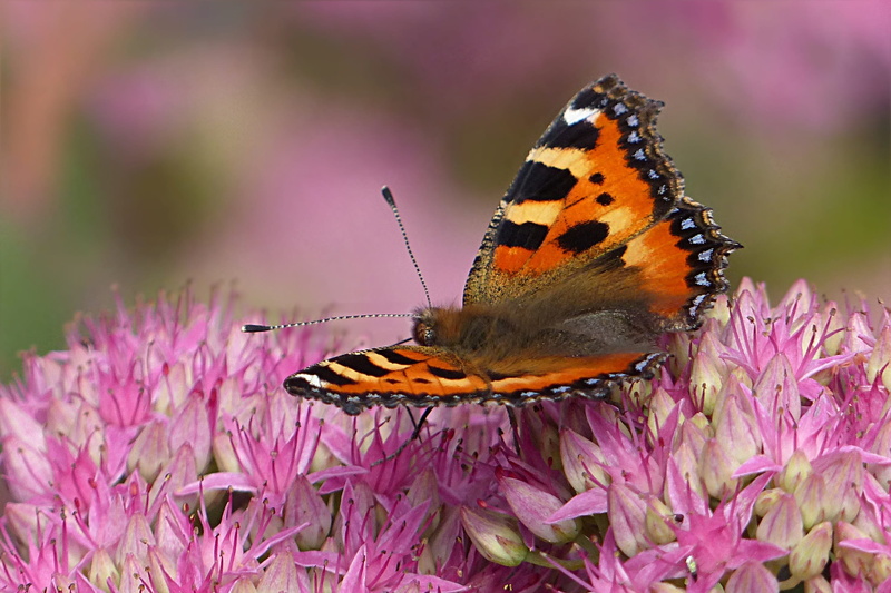outdoors, beauty in nature, flower, butterfly, purple, 2K, close-up, butterfly - insect, photography, animals in the wild, focus, fragility, orange, insect