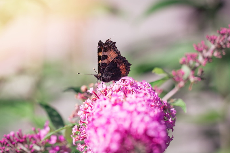 little fox, garden plant, edelfalter, summer lilac, vulnerability, flowering plant, Summer, outdoors, animal themes, freshness, one animal, fragility, pollination