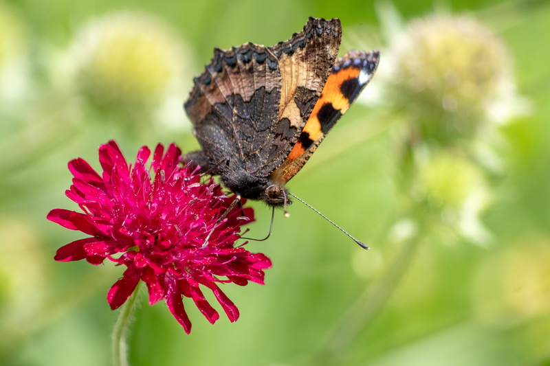 vulnerability, one animal, butterflies, butterfly - insect, close-up, macedonian widow flower, knautia macedonica, flower, little fox, invertebrate, fragility
