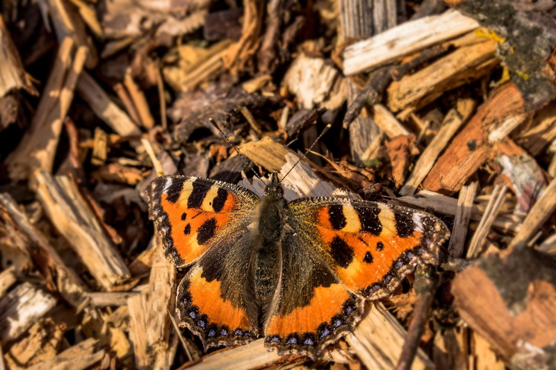 animal wildlife, animal markings, close-up, animal, animals in the wild, 4K, insect, animal themes, little fox, nature, wood chips sitting, beauty in nature