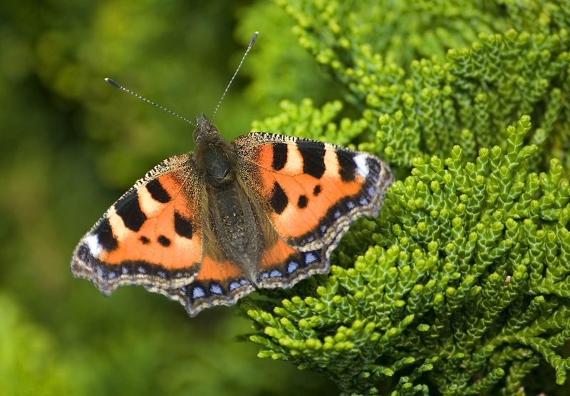butterfly, animals in the wild, urticae, close-up, one animal, butterfly - insect, tortoiseshell butterfly, animal themes, focus on foreground, beauty in nature