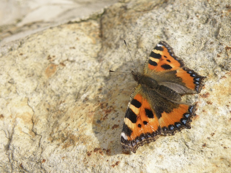 high angle view, butterfly, invertebrate, animal wildlife, aglais urticae, rock, insect, butterfly - insect, natural pattern, nature, small tortoiseshell