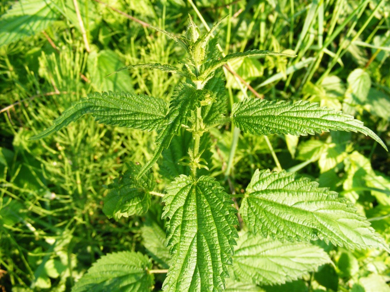 2K, green color, growth, herb, nature, selective focus, dioica, freshness, stinging, leaf, outdoors, close-up, food and drink, acetylcholine, backgrounds