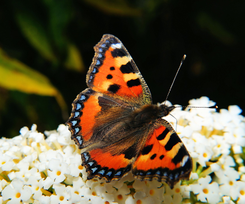 butterflies, multi Colored, flowers, nature, animals in the wild, elegant, animal wildlife, outdoors, natural pattern, little fox, garden, flower, no people