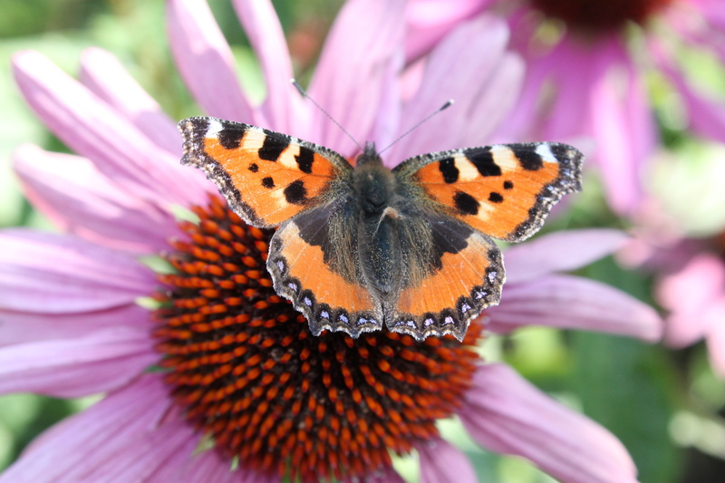 pollinating, butterflies, aglais urticae, petaled, summer, freshness, close-up, fragility, moth, nature, beauty In Nature, one animal, no people, focus on foreground