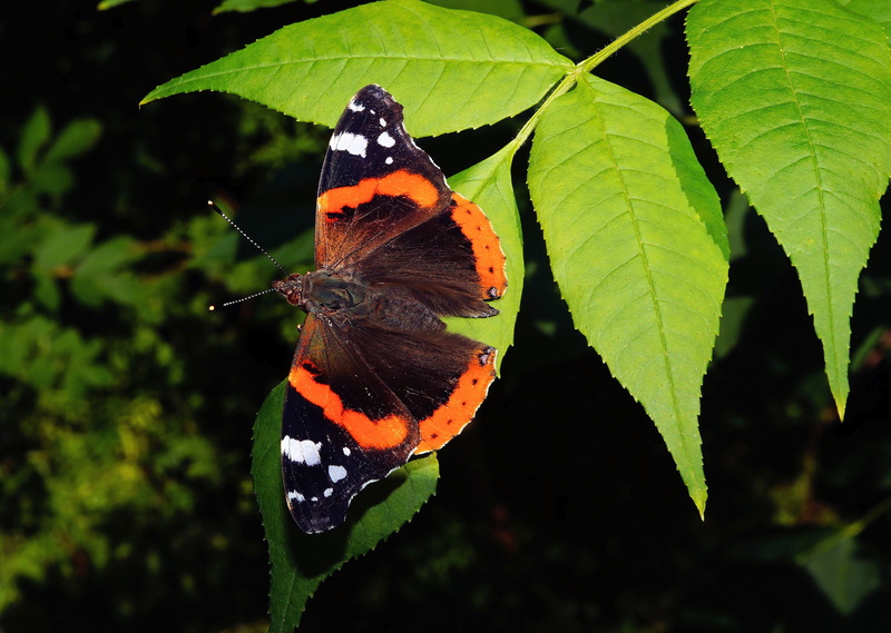 animal wildlife, outdoors, day, animal wing, beauty in nature, fauna, invertebrate, aglais urticae, butterfly - insect, admiral, plant, close-up, one animal