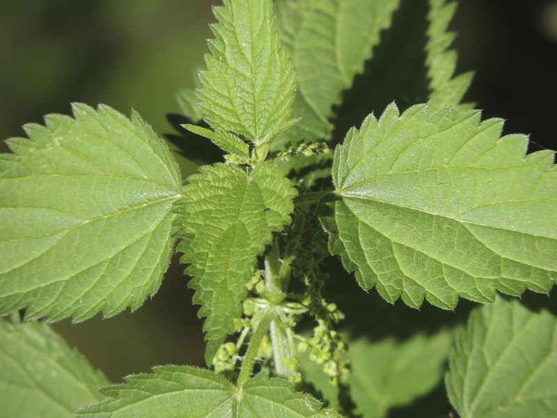 urticaceae, plant part, 4K, outdoors, day, focus on foreground, natural pattern, plant, medicinal herb, vulnerability, leaves, freshness, leaf vein, naturopathy