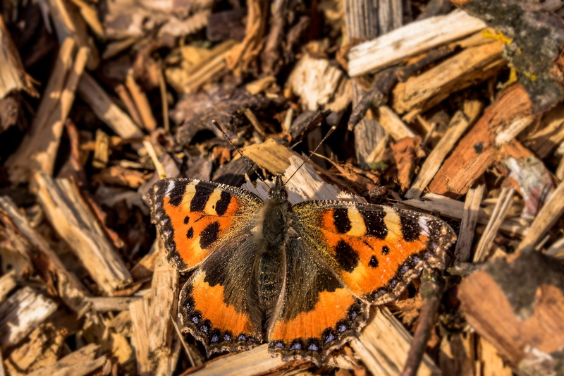 nymphalis urticae, invertebrate, animal markings, insect, animal wildlife, butterfly - insect, 5K, animal themes, animals in the wild, orange color, nature