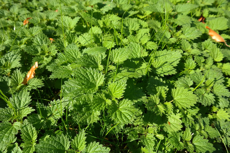 herb, pus nettle, nettle, green, stinging nettle, naturopathy, small nettle, weed, leaves, no people, tranquility, nature, leaf, Urtica, beauty in nature