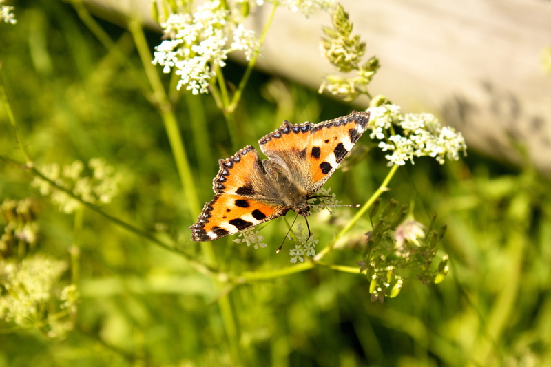 fauna, animal, Butterfly, butterfly - insect, summer, close-up, animal wildlife, outdoors, sheep gift, invertebrate, no people, flower, focus on foreground