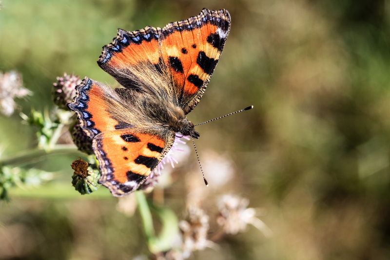 fragility, vulnerability, close up, animal wildlife, animals in the wild, animal themes, no people, butterflies, animal markings, nymphalis urticae, day