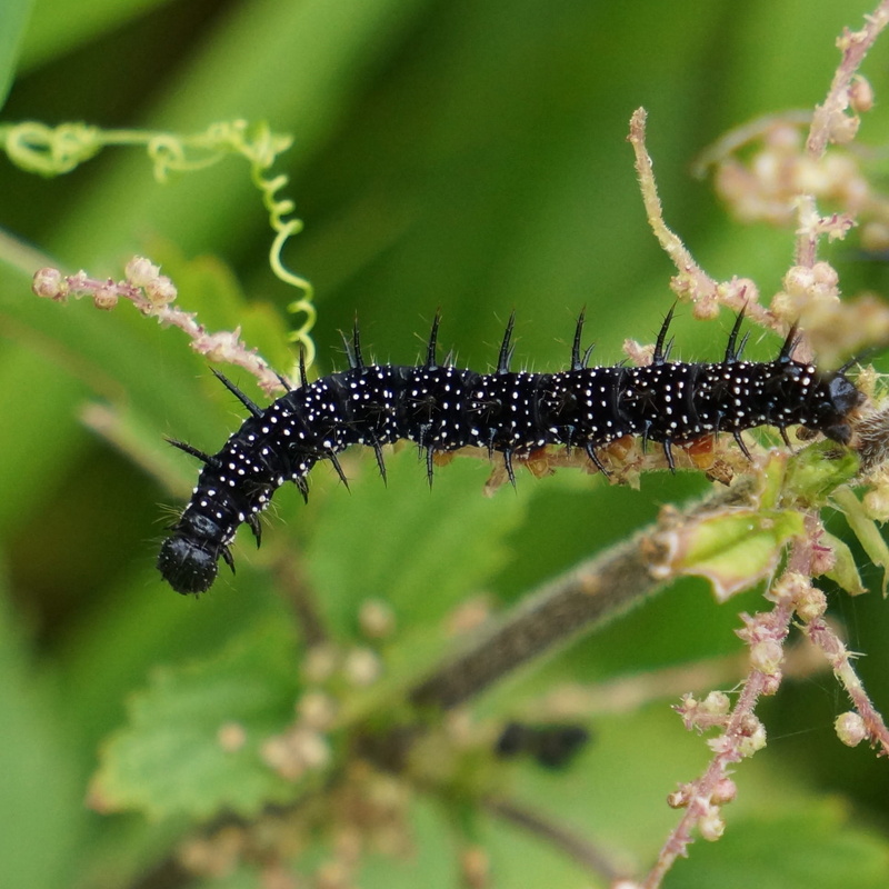 invertebrate, nature, close-up, nymphalis urticae, 1080P, crawling, selective focus, thorny, worm, caterpillar, nokkosperhosen larval, animal, plant, black color