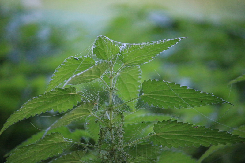 small nettle, nettle plant, beauty in nature, medicinal herbs, no people, nettle, leaf, 5K, vegetable, selective focus, stinging nettle, day, focus on foreground