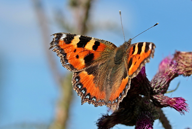2K, beauty in nature, nymphalis urticae, animal, animal antenna, day, little fox, pollination, close-up, animal wing, butterfly, elegant, one animal, animals in the wild