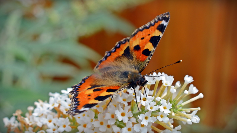 edelfalter, 5K, butterfly, one animal, pollen, outdoors, vulnerability, little fox, flower, pollination, garden, petal, close-up, butterflies, no people