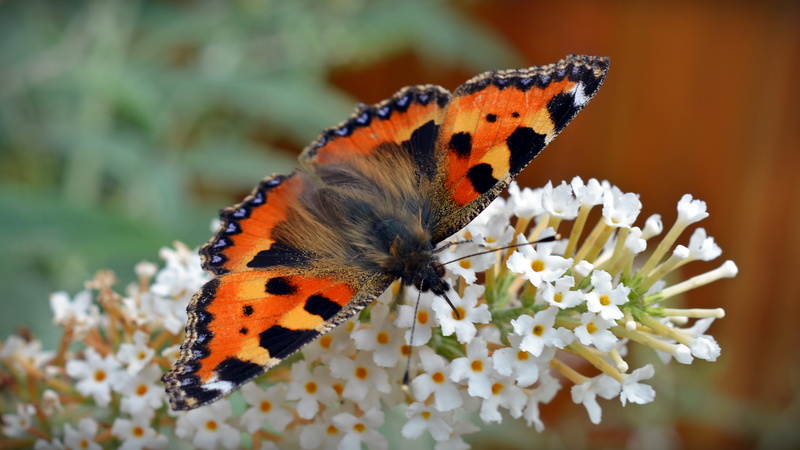 plant, vulnerability, flowering plant, one animal, natural pattern, butterfly, fragility, 5K, animal wing, butterflies, fauna, little fox, animal markings