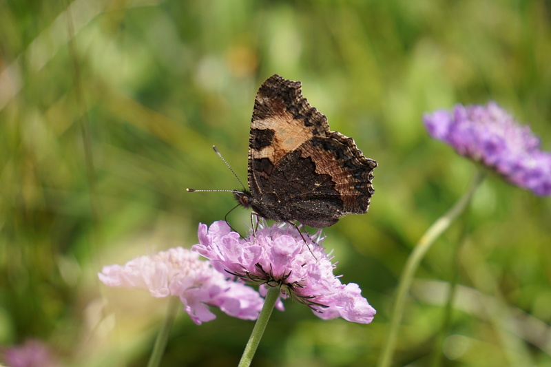 invertebrate, focus on foreground, flower, one animal, animal themes, nymphalis urticae, no people, beauty in nature, flowering plant, blossom, aglais urticae