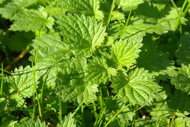 weed, urtica urens, stinging nettle, burn, day, full frame, leaves, medicinal plant, nettle leaf, medicinal herb, lush foliage, green color, meadow, plant