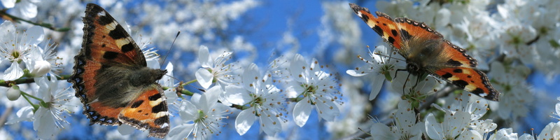 nature, flower head, one animal, animal themes, day, insect, little fox, growth, butterfly - insect, freshness, cherry blossom, animal, animals in the wild