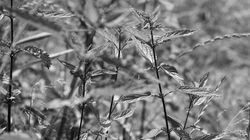 tranquility, branch, focus on foreground, animal themes, nettle, urtica dioica, 4K, vertebrate, selective focus, day, dry, tree, no people, animals in the wild