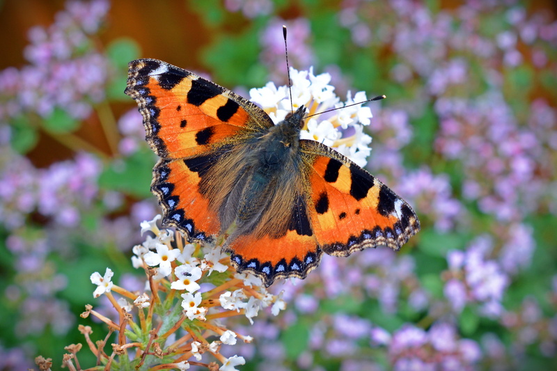 animal wing, flower head, no people, aglais urticae, purple, plant, 5K, one animal, flowering plant, close up, animal wildlife, blossom, nettle butterfly