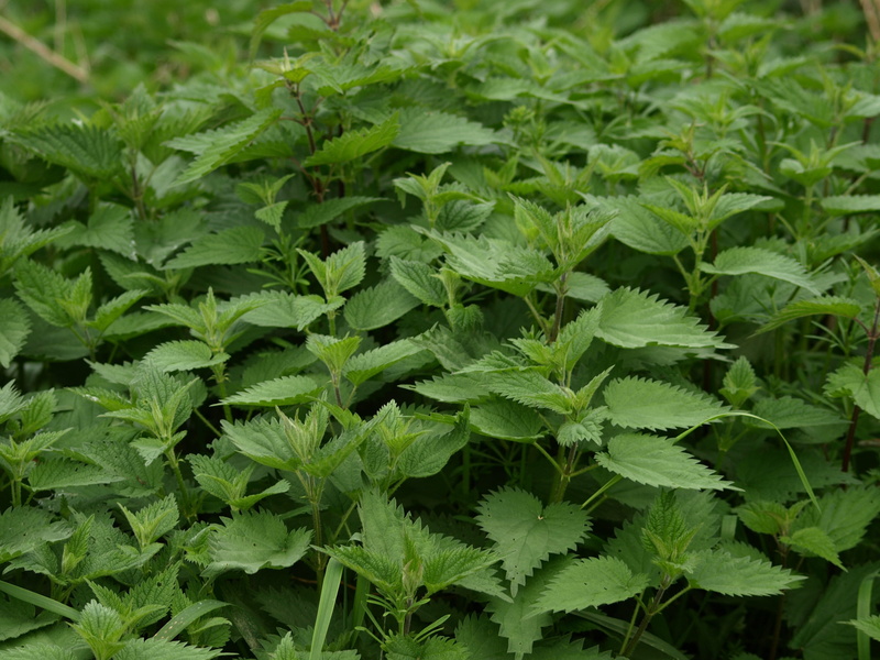 leaves, backgrounds, plant part, outdoors, Urtica, freshness, green color, food, field, 2K, Stinging Nettle, beauty in nature, Plant, close-up, herb, vegetable
