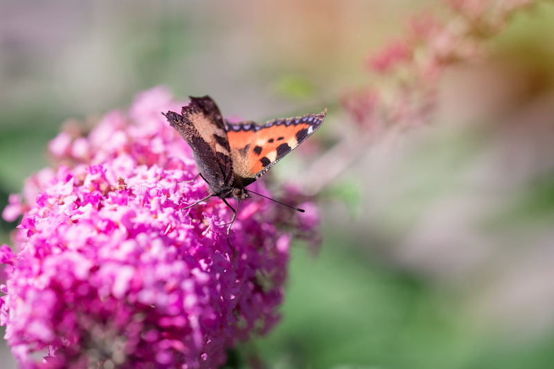 animal wildlife, pink color, vulnerability, purple, flight insect, lilac, insect, beauty in nature, flower, pollination, summer, 2K, aglais urticae, springtime