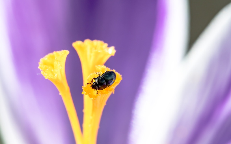 animal themes, animal, small, nectar, insect, sitting, ried grass beetles, beetle, animals in the wild, petal, plant, scavenge, flower, 4K, nettle jewel beetle