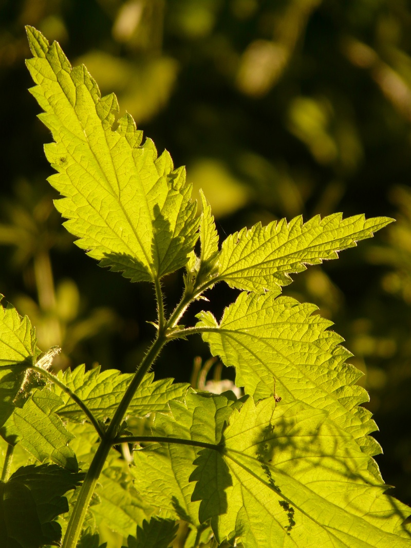 fragility, day, burning hair, plant, no people, burn, 2K, vulnerability, green, close-up, sunlight, itching, jagged, nettle, illuminate, gift, sun, hives