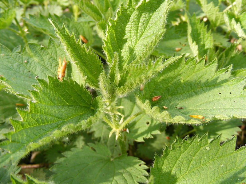 2K, green Color, growth, food and drink, stinging, freshness, day, leaf, plants, nature, close-up, nettle, herb, green, summer, plant part, backgrounds