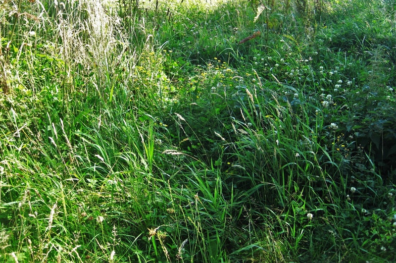 datailaufnahme, green, green color, flowering grass, tranquility, grass, full frame, freshness, summer, high angle view, meadow, land, wild, grassland plants