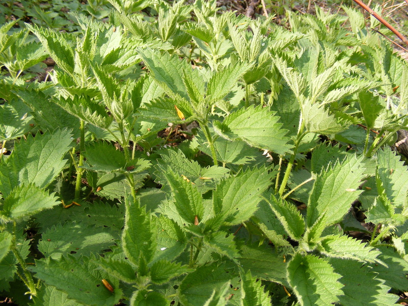 herb, water, close-up, leaf, growth, high angle view, plant part, green, backgrounds, field, nettle, trees, outdoors, nature, beauty in nature, plant, urzici