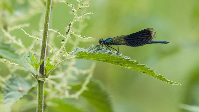 plant part, 2K, animal wildlife, sting, focus on foreground, flying, rest, dragonfly, leaf, outdoors, fragility, green, animal wing, animal body part