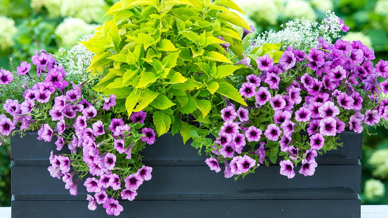 nettle, softness, bunch of flowers, family, flower pot, origin, close-up, flower arrangement, no people, freshness, purple, springtime, urticaceae, flowers