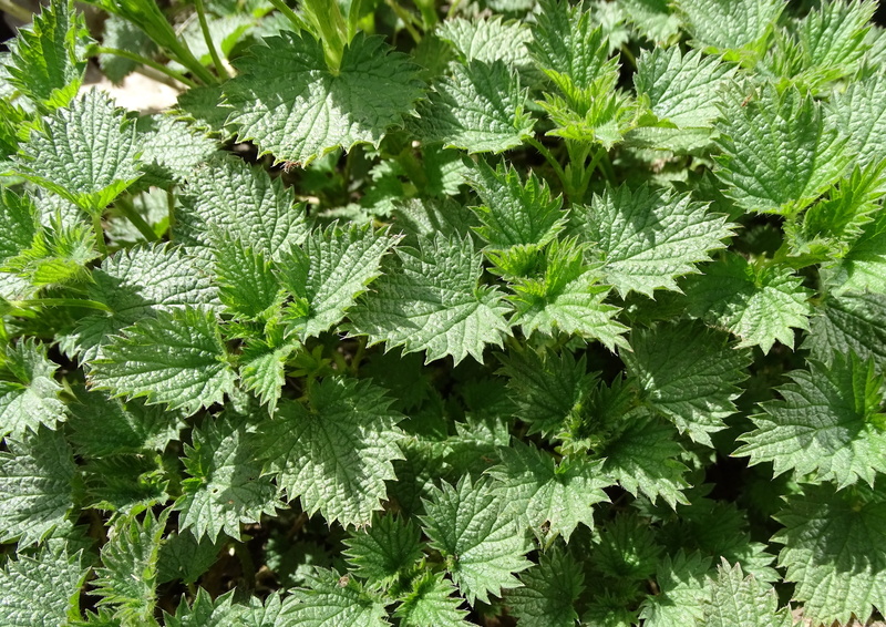 leaf, wild herb, no people, leaves, close, foliage, background, urticaceae, full frame, herbs, stinging nettle, lush foliage, tree, beauty in nature, spiky