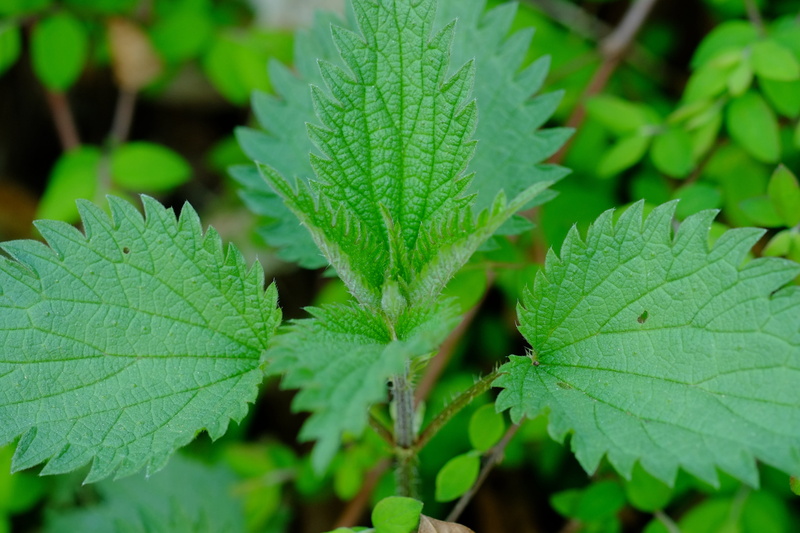 healthy, growth, day, high angle view, 4K, weed, nature, burn, wild herbs, medicinal plant, green, close-up, no people, prickly, leaves, selective focus