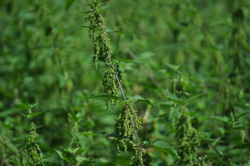 burning hair, close-up, land, plant, medicinal plant, botany, urticaceae, nettle leaves, leaf, day, weed, selective focus, field, wild herbs, no people