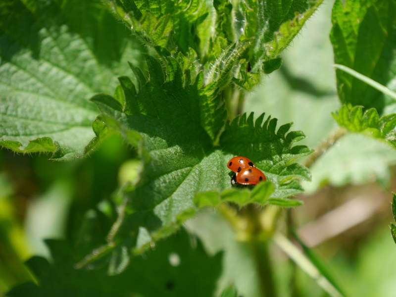 outdoors, green color, nature, stinging nettle, urticaceae, close-up, growth, ladybug, red, day, insect, invertebrate, no people, animal, small, one animal